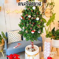 ต้นคริสต์มาส christmas tree ต้นไม้จริง ต้นพร้อมกระถาง พร้อมของตกแต่ง ต้นสูง1.6M ต้นไม้ปนะดับบ้าน