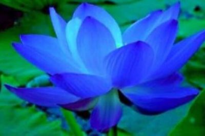 5 เมล็ด เมล็ดพันธุ์ บัว สีฟ้าแซฟไฟร์ (Sapphire blue) กลีบดอกสีสวยมาก หายาก นำเข้าโดยตรงจากประเทศสหรัฐอเมริกา