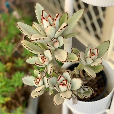 50 เมล็ดพันธุ์ เมล็ด ซักคิวเลนต์ หรือ ไม้อวบน้ำ กระบองเพชร กุหลาบแพนด้า (Panda Plant/Kalanchoe tomentosa) Succulent seeds อัตราการงอกสูง 70-80%