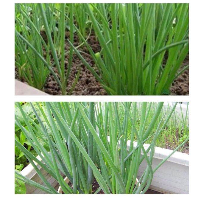 Shallots Seeds 50 seeds (not plants) Vegetable Live Plants biji benih