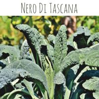 เมล็ด Kale เขียว Nero Di Tascana 200 เมล็ด