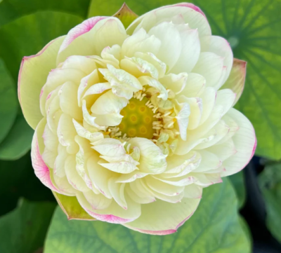 5 เมล็ด บัวนอก บัวนำเข้า บัวสายพันธุ์ Clouds in Moling LOTUS สีเหลือง สวยงาม ปลูกในสภาพอากาศประเทศไทยได้ ขยายพันธุ์ง่าย เมล็ดสด