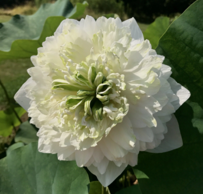 5 เมล็ด บัวนอก บัวนำเข้า บัวสายพันธุ์ White Peony Green Petals Lotus สีขาว สวยงาม ปลูกในสภาพอากาศประเทศไทยได้ ขยายพันธุ์ง่าย เมล็ดสด