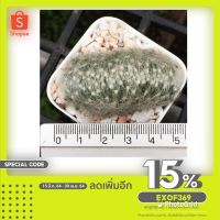 ( Pro+++ ) คุ้มค่า แคคตัส Mammillaria baumii cristata ราคาดี พรรณ ไม้ น้ำ พรรณ ไม้ ทุก ชนิด พรรณ ไม้ น้ำ สวยงาม พรรณ ไม้ มงคล