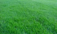 1 กิโลกรัม เมล็ดหญ้าเบอร์มิวด้า Bermuda Grass หญ้าปูสนาม ราคาถูก สนามหญ้า พืชตระกูลหญ้า เมล็ดพันธ์หญ้า ปูสนาม สนามหญ้าและสวน