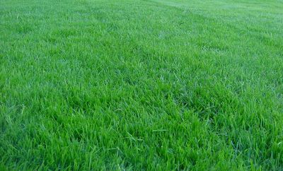 ขายส่ง 10 ออนซ์ เมล็ดหญ้าเบอร์มิวด้า Bermuda Grass หญ้าแพรก Cynodon dactylon หญ้าเป็ด หน่อเก่เด หญ้าปูสนาม สนามหญ้า พืชตระกูลหญ้า เมล็ดพันธ์หญ้า