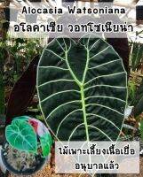 อโลคาเซีย วอทโซเนียน่า (Aocasia Watsoniana) ไม้เพาะเลี้ยงเนื้อเยื่ออนุบาลแล้ว