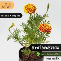 ( Promotion+++) คุ้มที่สุด ดาวเรืองฝรั่งเศส/French Marigold ราคาดี พรรณ ไม้ น้ำ พรรณ ไม้ ทุก ชนิด พรรณ ไม้ น้ำ สวยงาม พรรณ ไม้ มงคล