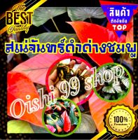 ?สินค้าขายดีอันดับ1?เสน่ห์จันทร์ดำด่างชมพู แม่พันธุ์ด่าง ด่างชัว 100 % (ขายแบบหน่อติดตา) ไม้ในกระแส ไม้มงคล เสริมโชคลาภ (1หน่อ/แพ็ค)