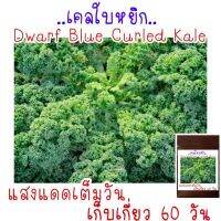 เมล็ด​พันธุ์​ เคล​ (บลูเคล)​  คะน้าใบหยิก​ Blue​ Kale 150เมล็ด​