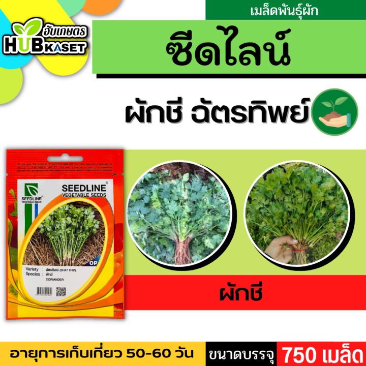 ซีดไลน์ 🇹🇭 ผักชี ฉัตรทิพย์ ขนาดบรรจุประมาณ 750 เมล็ด อายุเก็บเกี่ยว 50-60 วัน