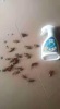 Xịt thảo mộc 10s diệt muỗi kiến gián - ảnh sản phẩm 7