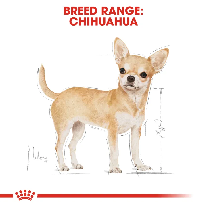 หมดอายุ17-10-24-royal-canin-chihuahua-3-kg-อาหารสำหรับสุนัขพันธุ์ชิวาวา-อายุ-8-เดือนขึ้นไป