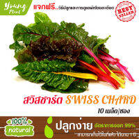 เมล็ดพันธุ์ สวิสชาร์ด 10 เมล็ด อัตราการงอก95% (แถมฟรี!!! เมล็ดผักกวางตุ้ง500 เม็ด) ปลูกง่าย เมล็ดคุณภาพ เก็บไว้ได้1ปี