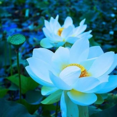 เมล็ดบัว 100 เมล็ด ดอกสีฟ้า ดอกเล็ก พันธุ์แคระ จิ๋ว ของแท้ 100% เมล็ดพันธุ์บัวดอกบัว ปลูกบัว เม็ดบัว สวนบัว บัวอ่าง Lotus Waterlily seed