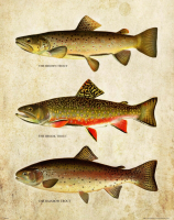 Luyameishop Vintage Trout Fly Fishing Art ภาพพิมพ์สำหรับ Home Wall Decor