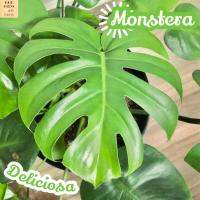 [มอนสเตอร่า] Monstera Deliciosa แคคตัส ต้นไม้ ไม้ใบ ไม่ประดับ ไม้ฟอกอากาศ ไม้ร่ม ใบไม้ ของตกแต่งบ้าน โอโซน ปรับอากาศ ไม้สะสม ไม่แปลก