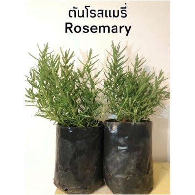 (promotion++) ต้นโรสแมรี่ (Rosemary) #กลิ่นหอม#เครื่องเทศ#ต้นไม้ฝรั่ง สุดคุ้มม ต้นไม้ ฟอก อากาศ กระถาง ต้นไม้ ไม้ ประดับ ต้นไม้ ปลูก ใน บ้าน