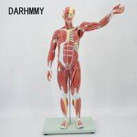 DARHMMY 80ซม. หุ่นมนุษย์กล้ามเนื้อแบบจำลองกายวิภาคศาสตร์27ส่วนครึ่งชีวิตโมเดลวัสดุพีวีซีพร้อมขาตั้งการเรียนการสอนในโรงเรียน