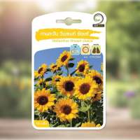 เมล็ดพันธุ์ ดอกไม้ ดอกทานตะวัน จำนวน 10 เมล็ด Helianthus Big smile, Vincent Choice