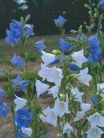 เมล็ดพันธุ์ Campanula persicifolia peach bellflower 200 เมล็ด เมล็ดพันธุ์นำเข้าจาก อังกฤษ.