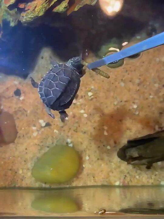 SUNSUN Protein Nutrition Fresh Water Fish Dried Shrimp Dried Fish Dried