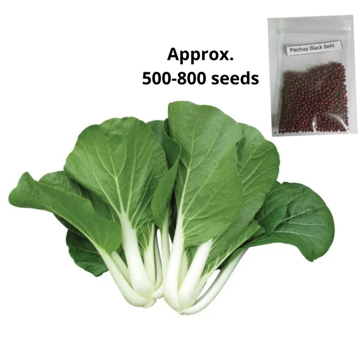 50 Seeds (buy 2 get 1 free) Pechay Black Behi for Sale Easy To Planting ...