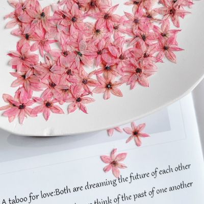 [AYIQ Flower Shop] 0.7-1ซม./24ชิ้นดอกไม้เล็กธรรมชาติดอกไม้แห้งลายนูนวัสดุ Ins ศิลปะเล็บยอดนิยมประดับกรอบรูปดาว