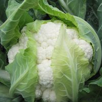 เมล็ดพันธุ์ กะหล่ำดอก 200 เมล็ด Cauliflower seed เมล็ดพันธุ์แท้ นำเข้าจากต่างประเทศ ปลูกผัก สวนครัว