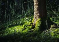 ﹊❈❣ Moss Forest Tree Art ฟิล์มพิมพ์ผ้าไหมโปสเตอร์ Home Wall Decor 24x36inch