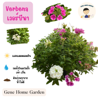 verbena เวอร์บีน่า  #ดอกไม้ทานได้ #GeneHomeGarden