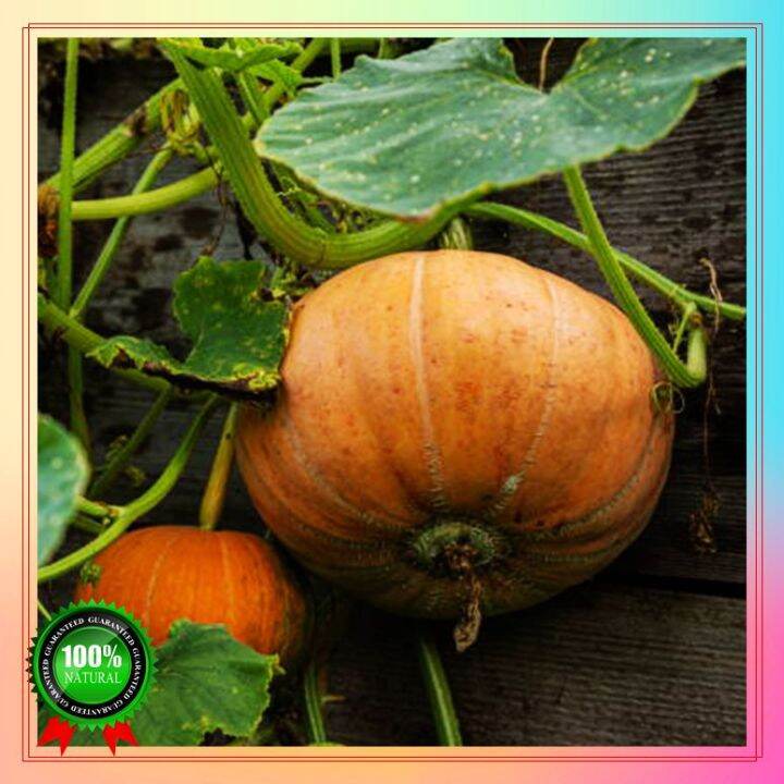 Fast Germination 100 seeds pumpkin seeds for planting Potted seeds Easy