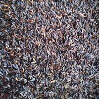 เมล็ดไนเจอร์( Niger Seed )สำหรับทุกสายพันธุ์ บำรุงขน บำรุงร่างกาย NO.B014