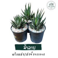 ฮาโวเทีย ม้าลายแคคตัส  (Haworthia) พร้อมกระถางฟรี