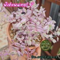 ริบบิ้นชาลี พิงค์แพนเตอร์ กระถาง 4 นิ้ว ริบบิ้นชาลีพิงค์แพนเตอร์ Callisia Repens Pink Panther