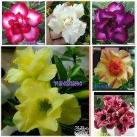 10 เมล็ด เมล็ดพันธุ์ ชวนชม สายพันธุ์ฮอลแลนด์ คละสี Adenium Seeds กุหลาบทะเลทราย Desert Rose ราชินีบอนไซ อัตราเปอร์เซ็นต์การงอก 80-90% มีคู่มือปลูก