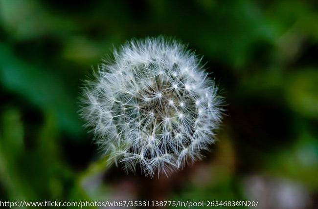 ใส่กล้อง-sony-dslr-ได้ทุกรุ่น-ขายเลนส์-macro-มือหมุนงบประหยัด-sigma-28-80mm-f3-5-5-6-macro-เป็นเลนส์ที่ได้อัตรการขยายที่สูงมาก-1ต่อ2-serial-3179909