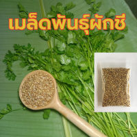 เมล็ดพันธุ์ผักชี ซองละ 30 กรัม ราคา 20บาท เมล็ดผักชี เมล็ดใช้ใส่แกง หมักเนื้อได้