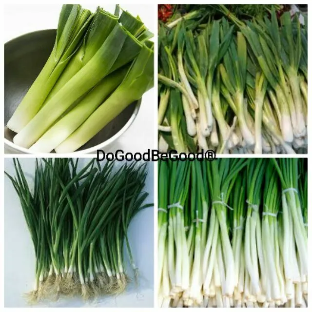 50pcs Allium ampeloprasum 'Leek Group' Seeds /Biji Benih Daun Bawang ...