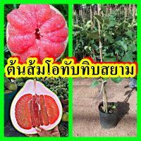 ต้นส้มโอทับทิมสยาม รสชาตฺหวาน ไม่ติดขม ต้นพันธุ์เสียบยอดสูง 30-40 ซม.แข็งแรงพร้อมปลูก รับประกันพันธุ์แท้ 100%