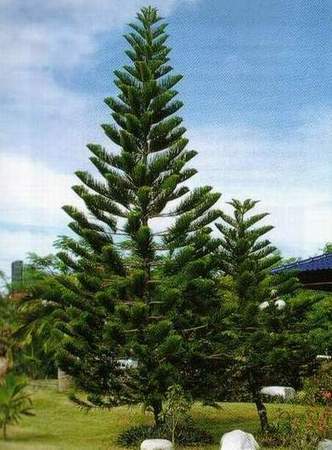 เมล็ดสนฉัตร-สนประดับสวน-บรรจุ-20เมล็ด-norfolk-island-pine-araucaria-cunninghamii