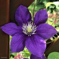 30 เมล็ดพันธุ์ Bonsai เมล็ด ต้นครีเมทิส ดอกคำปองน้อย เคล็มแม็ททิส ราชินีไม้เลื้อย Leather Clematis flower Seed นำเข้าจากฮาวาย อัตราการงอกของเมล็ด 80-85%