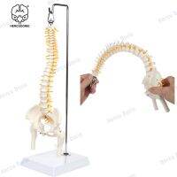 45cm Miniature Spine Anatomy Model 15.5 quot; Mini Vertebral Column Model Details Vertebrae Spinal Nerves Lumbar  amp; Pelvis Include