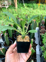 มะพร้าวทะเลทราย (Dorstenia Plant) แคคตัส กระบองเพชร ขั้นต่ำ2 ต้น