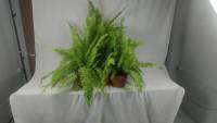 ( โปรสุดคุ้ม... ) H41 *ขายส่ง เฟิร์นอัษฎางค์ด่าง 10 ต้น ยกกล่องรวมส่ง* (fern) กระถาง 8 นิ้ว สูง 30-50 ซม. ไม้แขวนประดับ พุ่มใบสวย ถูก สุดสุดคุ้ม ราคาถูกสุด พรรณ ไม้ น้ำ พรรณ ไม้ ทุก ชนิด พรรณ ไม้ น้ำ สวยงาม พรรณ ไม้ มงคล