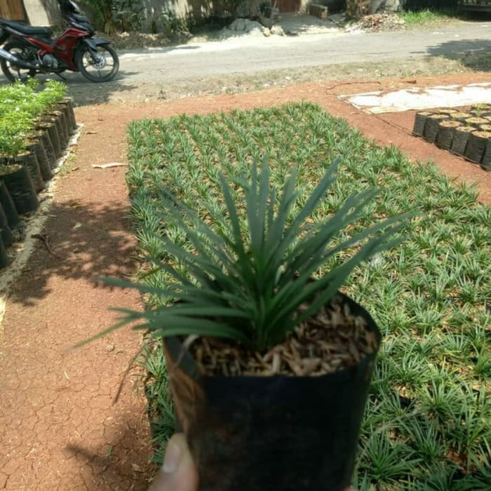 Tanaman Hias Kucai Mini Tanaman Pengganti Rumput Lazada Indonesia