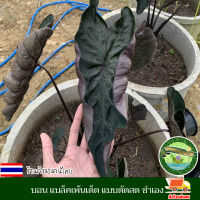 บอน บอนดำ โคโลคาเซีย แบล็คเพ้นเต็ด Colocasia black painted สายพันธุ์แท้ ส่งแบบตัดสด ชำเอง ตรงก้านใบสูงสีดำ ใบสีดำออกเขียวสุดเท่ห์ หายาก งานตามหา