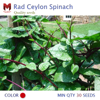 เมล็ดผักปลังแดง Rad Ceylon Spinach พืชผักสมุนไพร มีรสชาติหวานกรอบ (30เมล็ด)