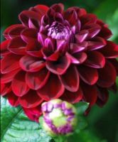 1 เหง้า/ชุุด รักเร่ Dahlia Bulb สายพันธุ์ Black Pompon หัวรักเร่ ดอกไม้ หัวหน่อ นำเข้า เหง้า เนเธอร์แลน หัวสดใหม่