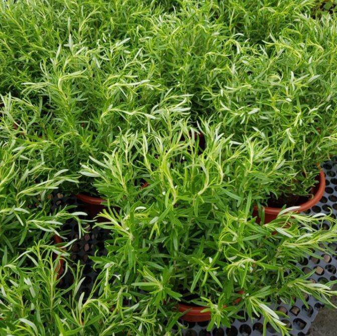 Rosemary Edible Herb Plant Lazada Singapore